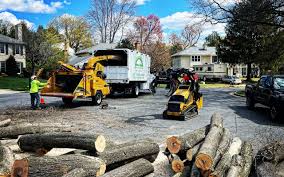 Best Tree Maintenance Programs  in Lyles, TN