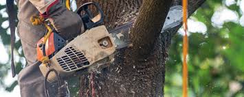 Reliable Lyles, TN Tree Removal Solutions