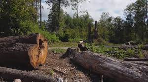 Best Emergency Tree Removal  in Lyles, TN