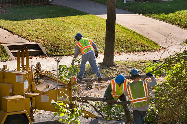 Best Root Management and Removal  in Lyles, TN