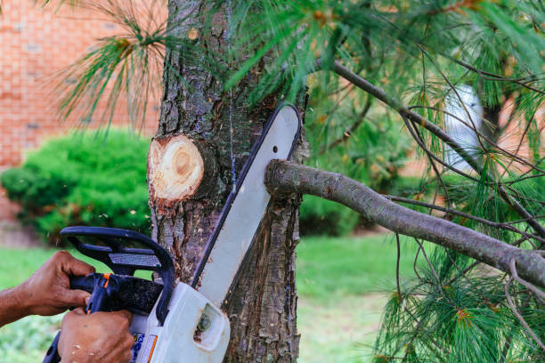 Best Hazardous Tree Removal  in Lyles, TN
